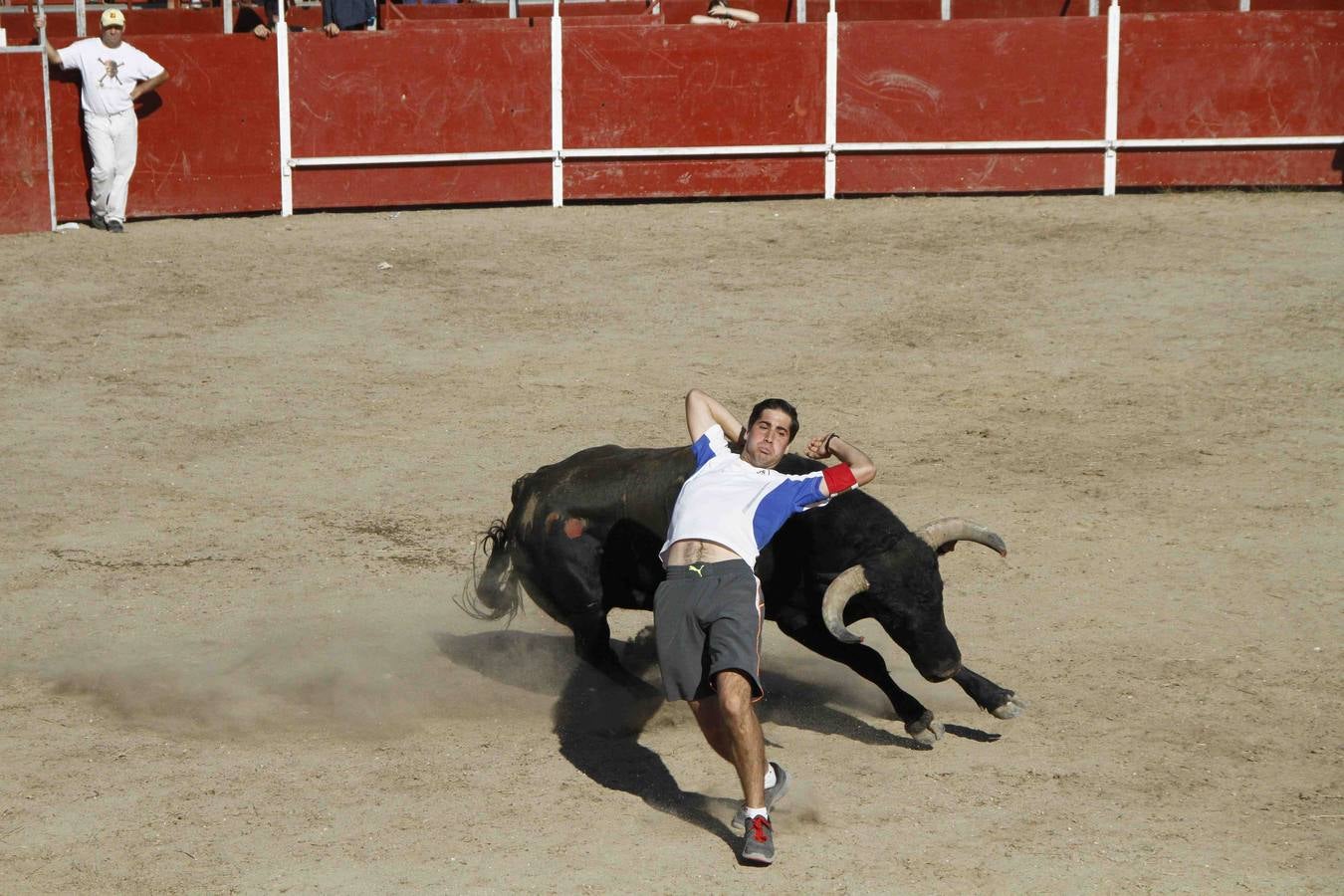 Encierro de la Vaca de la Afición y el Toro del Páramo en Campaspero. Valladolid