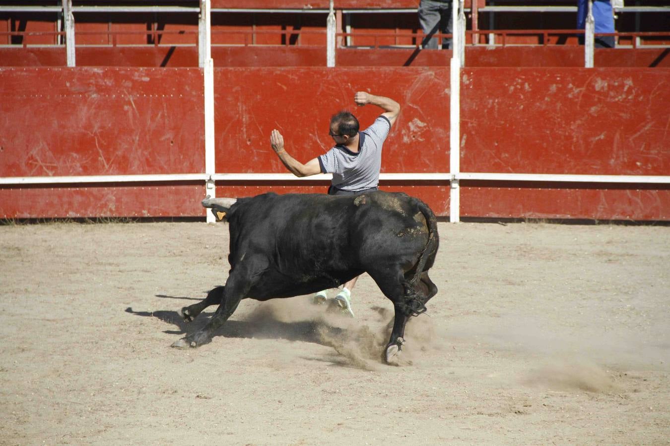 Encierro de la Vaca de la Afición y el Toro del Páramo en Campaspero. Valladolid