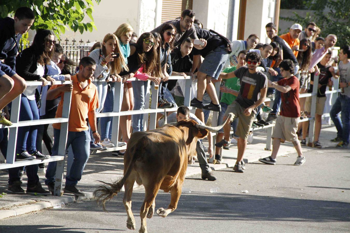 Encierro de la Vaca de la Afición y el Toro del Páramo en Campaspero. Valladolid