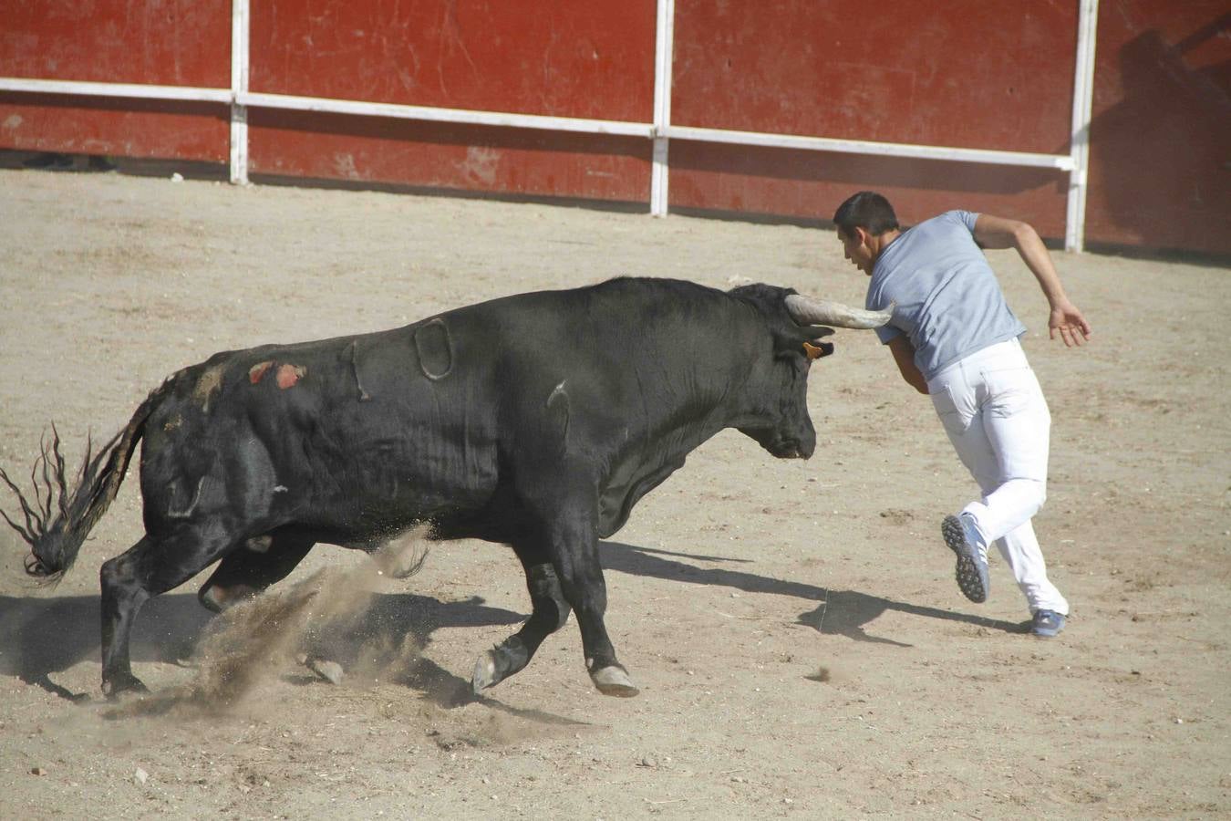 Encierro de la Vaca de la Afición y el Toro del Páramo en Campaspero. Valladolid