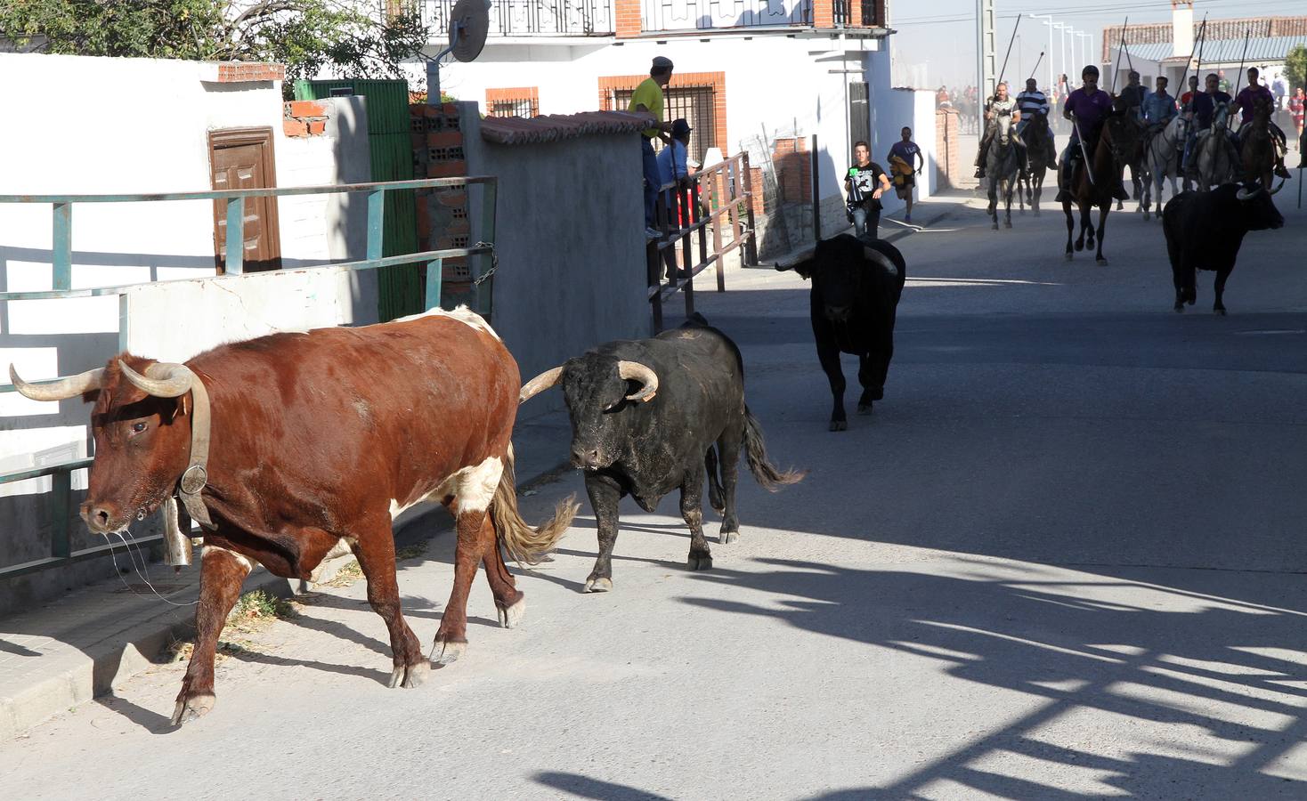 Primer encierro de las fiestas de Mozoncillo (Segovia)