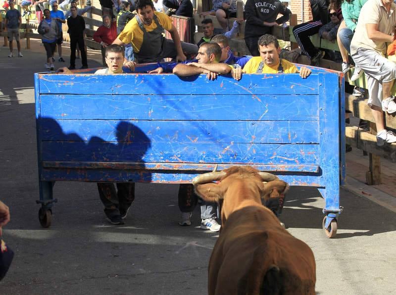 Encierro del sábado por la mañana en Torquemada (Palencia)
