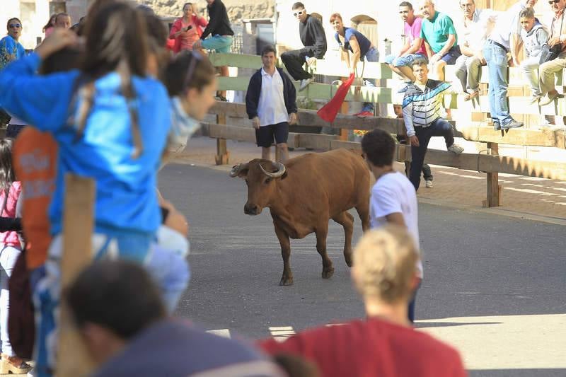 Encierro del sábado por la mañana en Torquemada (Palencia)