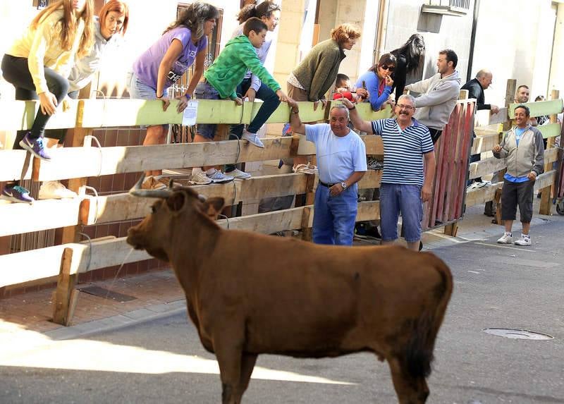 Encierro del sábado por la mañana en Torquemada (Palencia)