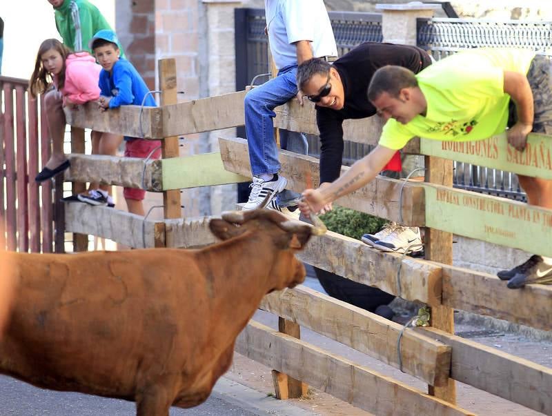 Encierro del sábado por la mañana en Torquemada (Palencia)