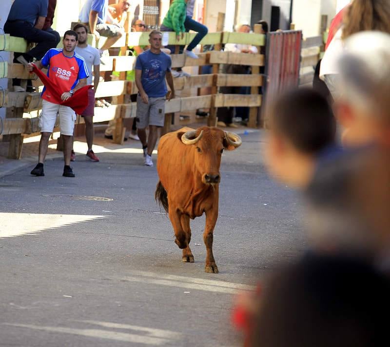 Encierro del sábado por la mañana en Torquemada (Palencia)