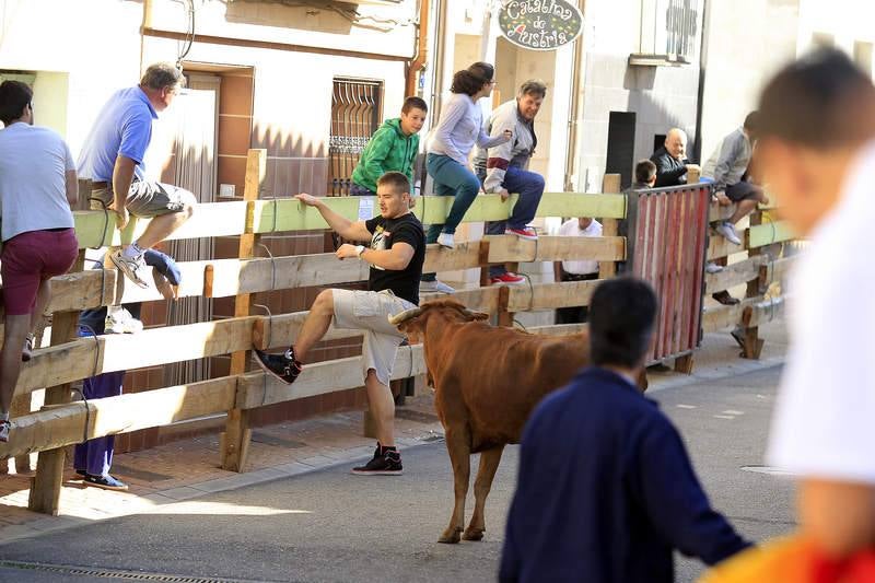 Encierro del sábado por la mañana en Torquemada (Palencia)
