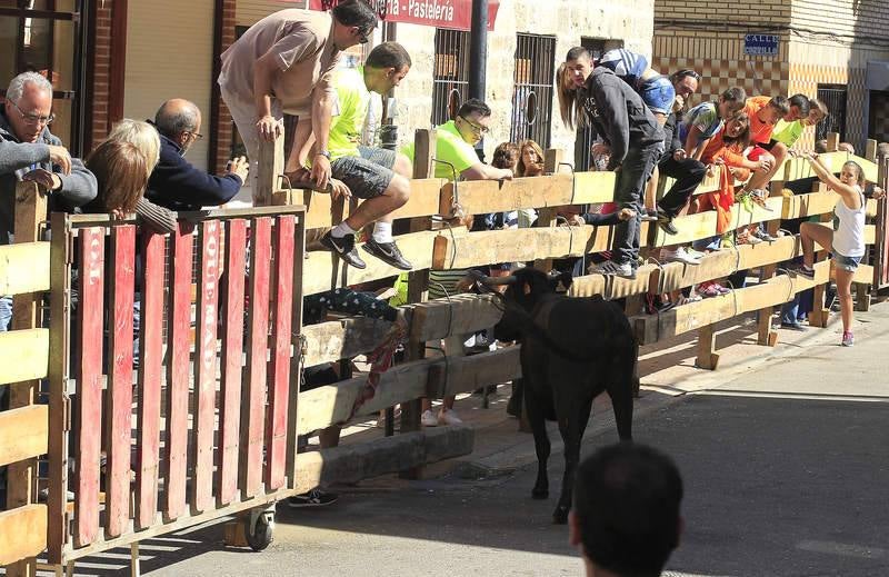 Encierro del sábado por la mañana en Torquemada (Palencia)