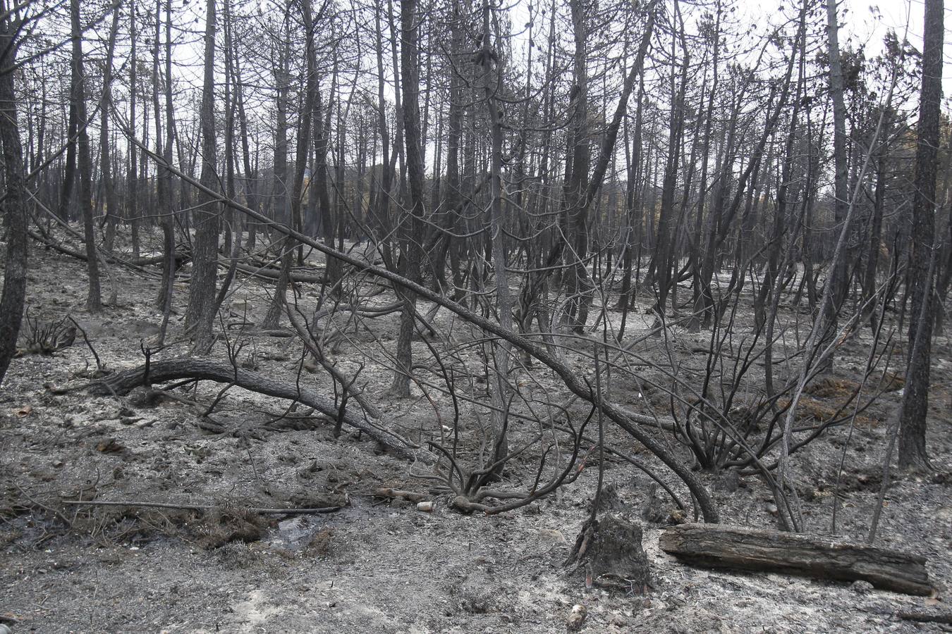 Segundo aniversario del incendio de Castrocontrigo