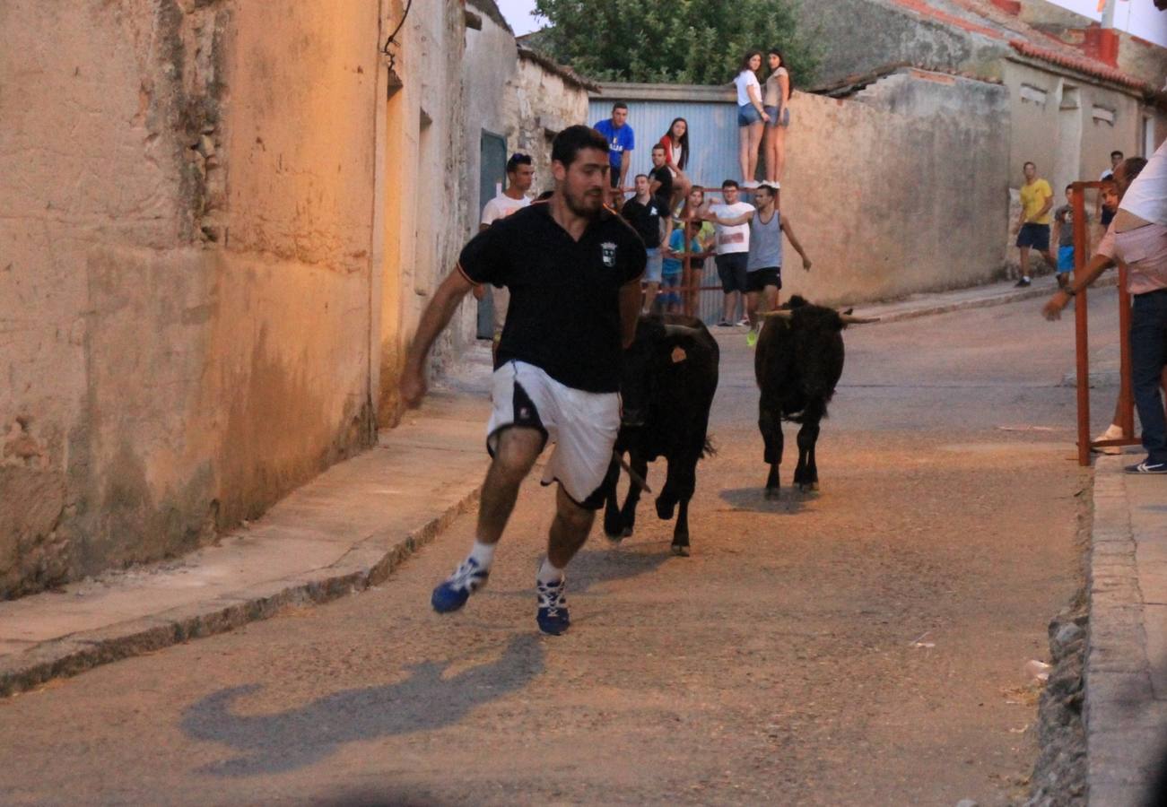 Primer encierro de las fiestas de Ciguñuela