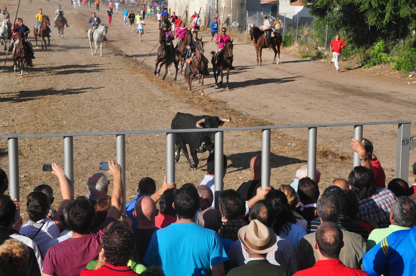 Último encierro de las fiestas de Medina del Campo