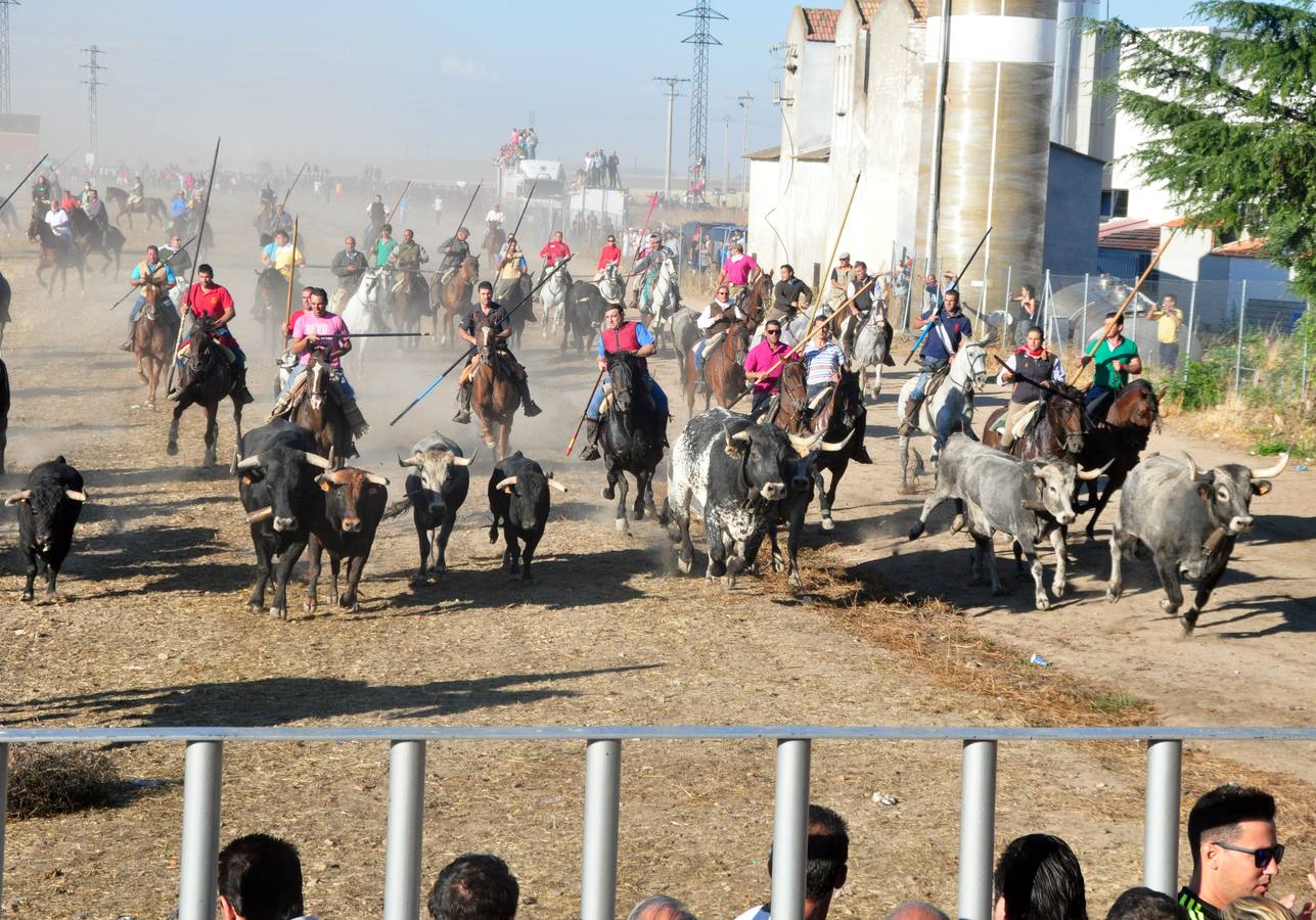 Último encierro de las fiestas de Medina del Campo