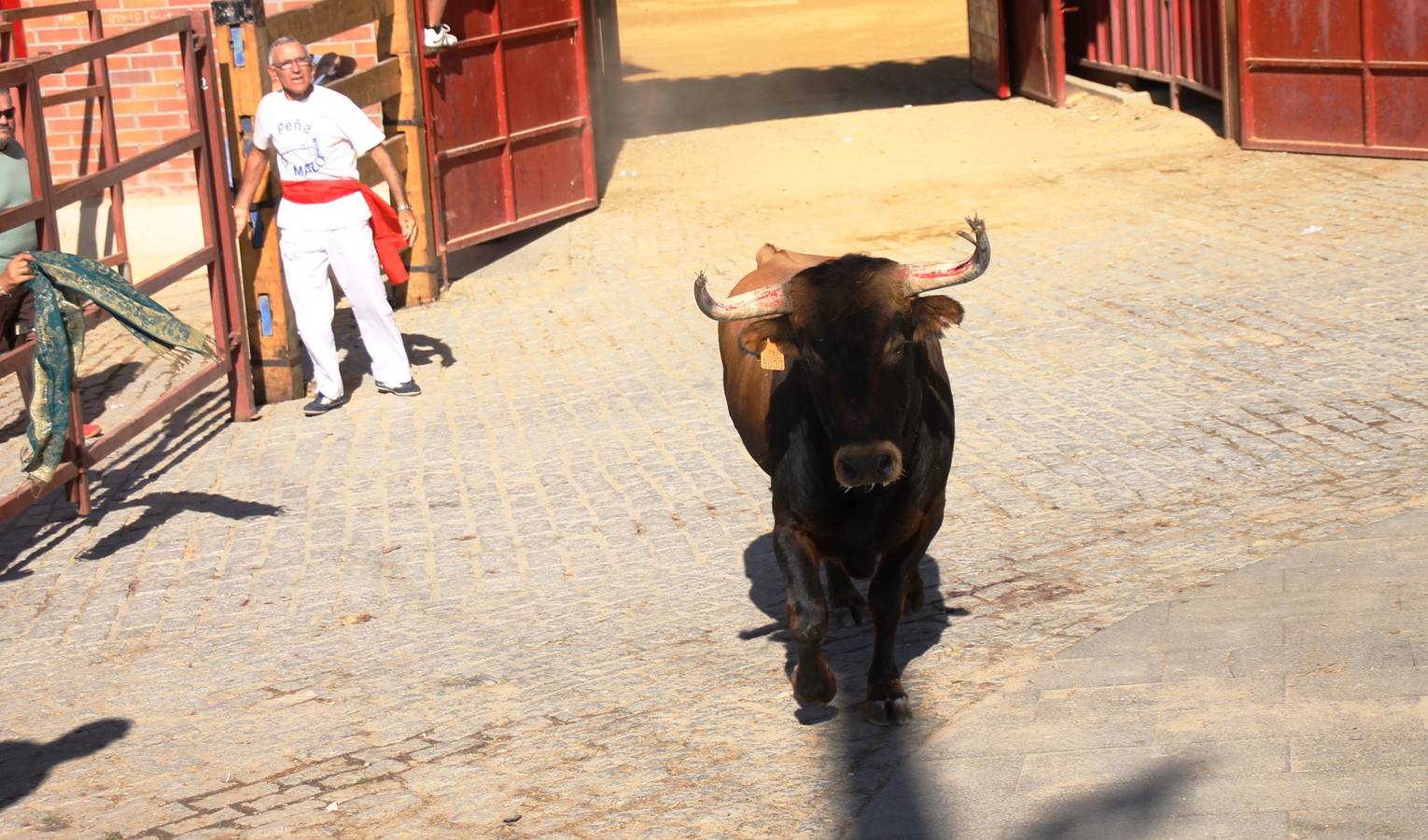 Cuarto encierro de las fiestas de Simancas