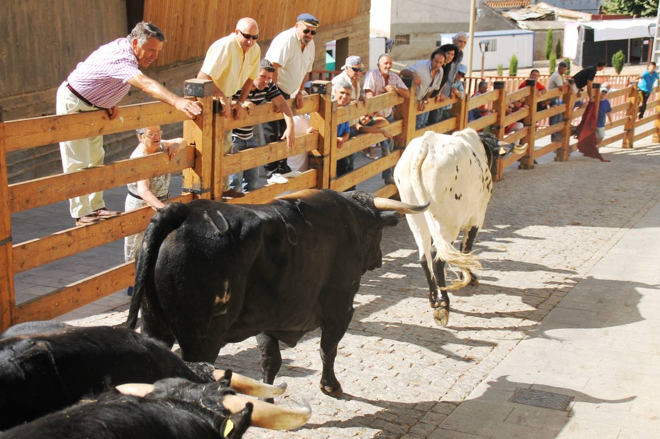 Último encierro de las fiestas de Simancas 2014