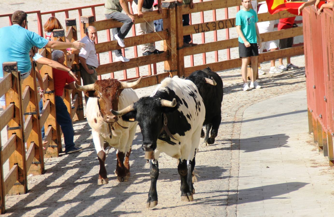 Último encierro de las fiestas de Simancas 2014