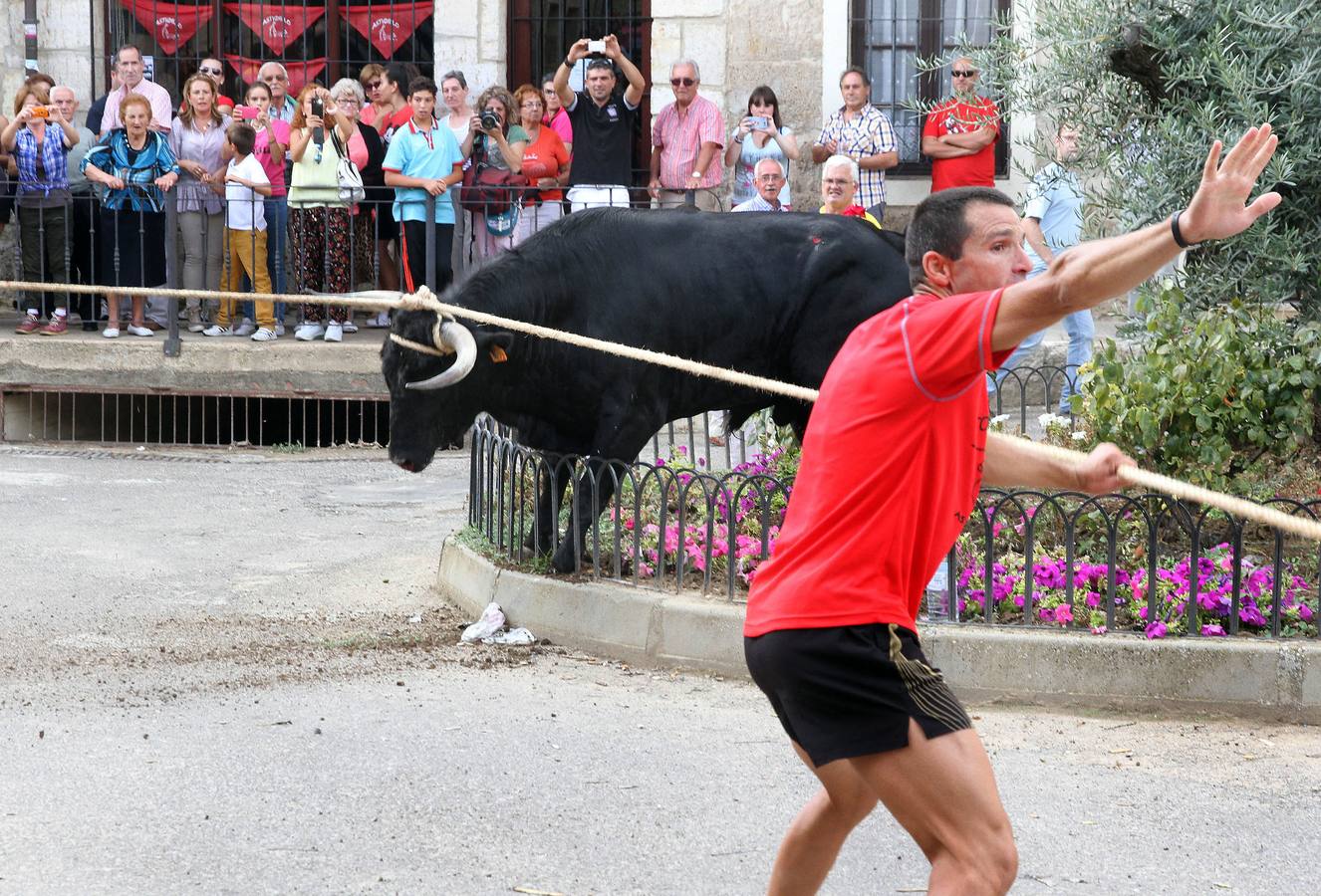 Celebración del &#039;toro enmaromado&#039; en Astudillo (Palencia)