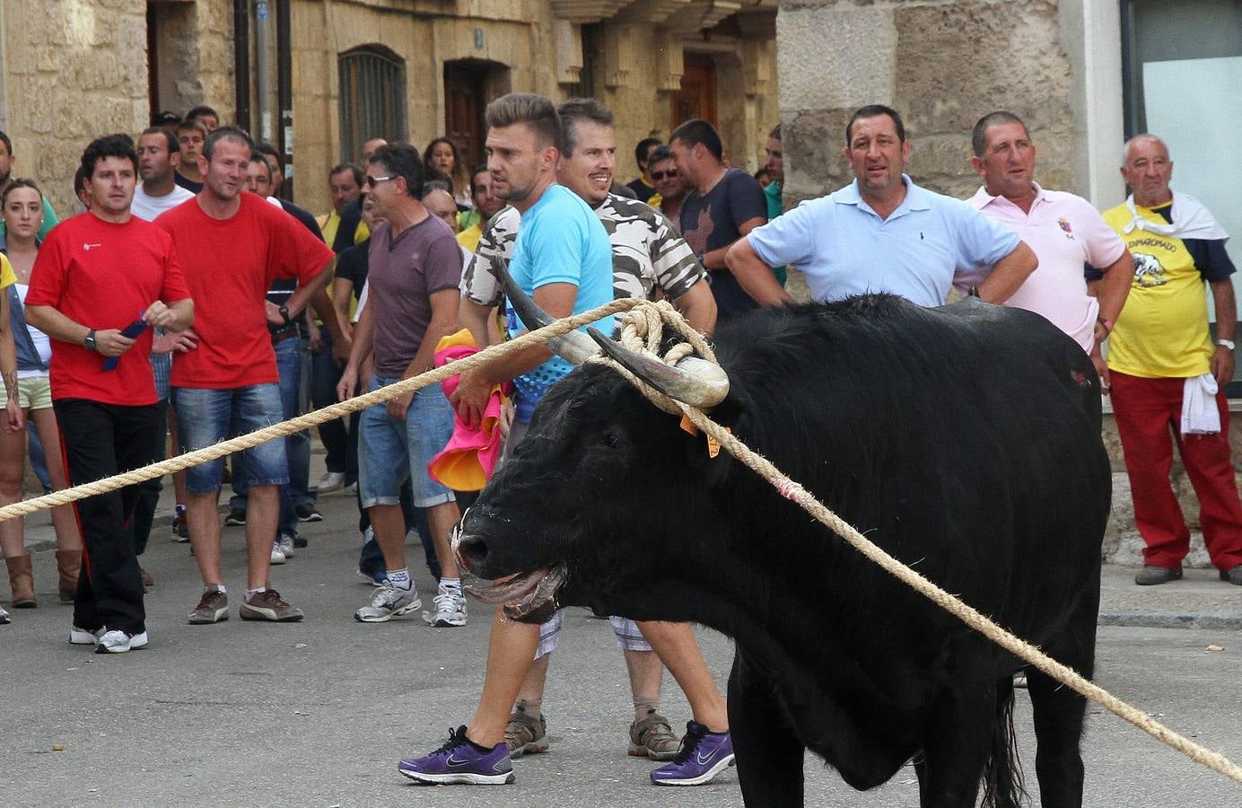 Celebración del &#039;toro enmaromado&#039; en Astudillo (Palencia)