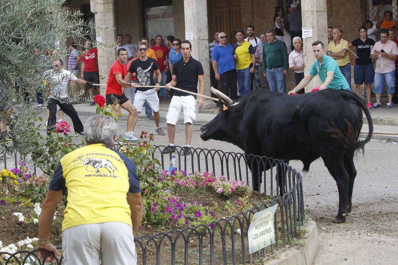 Celebración del &#039;toro enmaromado&#039; en Astudillo (Palencia)