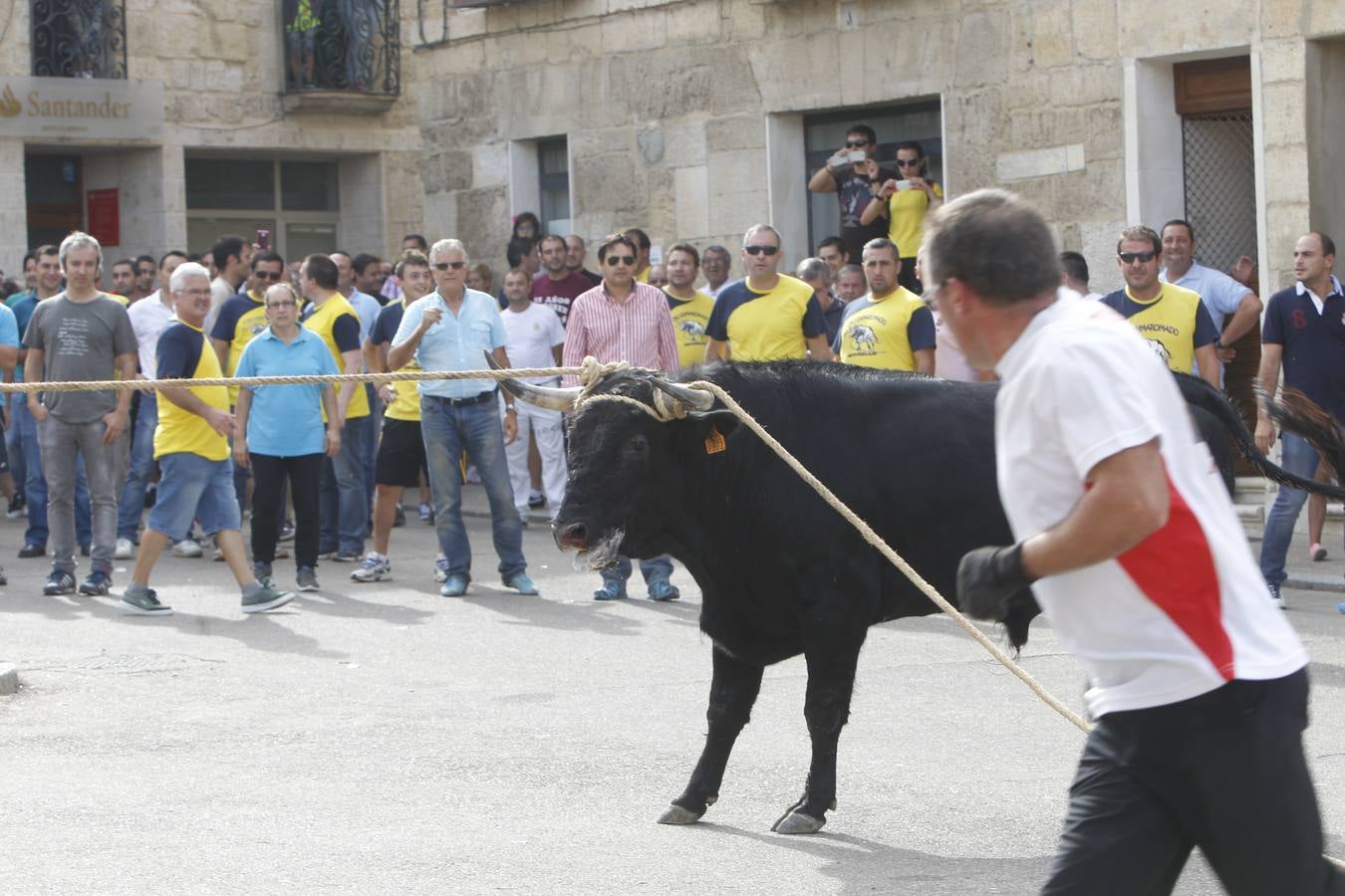 Celebración del &#039;toro enmaromado&#039; en Astudillo (Palencia)