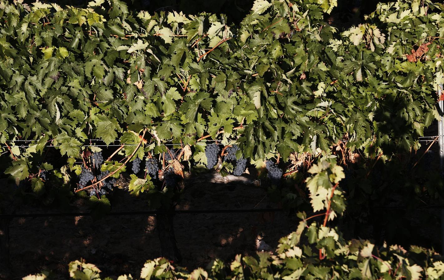 Óscar Campillo, Padrino de la Vendimia 2014 de Dehesa de los Canónigos