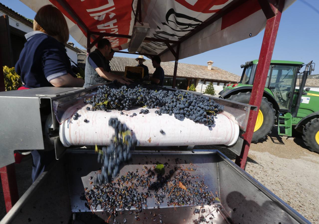 Óscar Campillo, Padrino de la Vendimia 2014 de Dehesa de los Canónigos