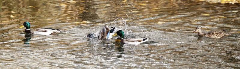 La fauna de otoño invade el río Carrión en Palencia