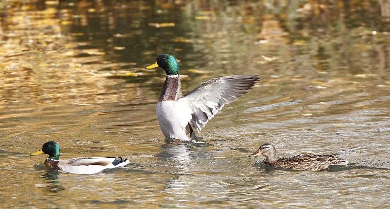 La fauna de otoño invade el río Carrión en Palencia