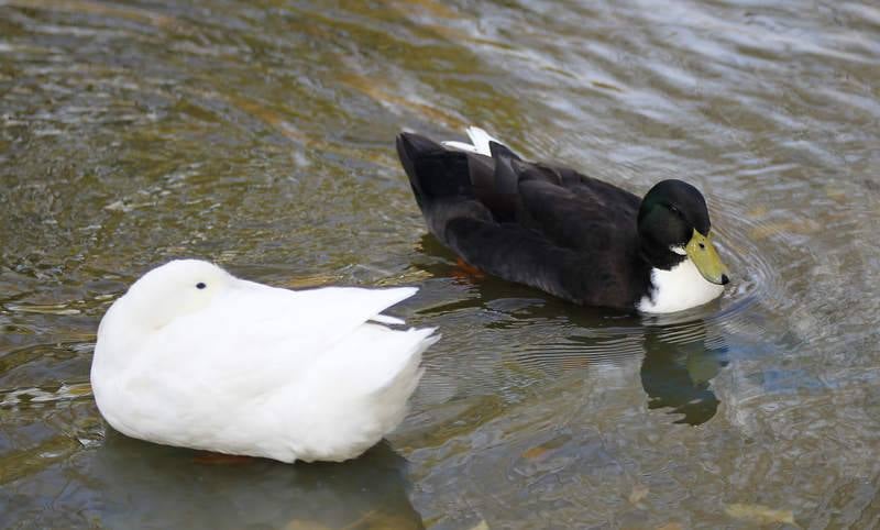 La fauna de otoño invade el río Carrión en Palencia