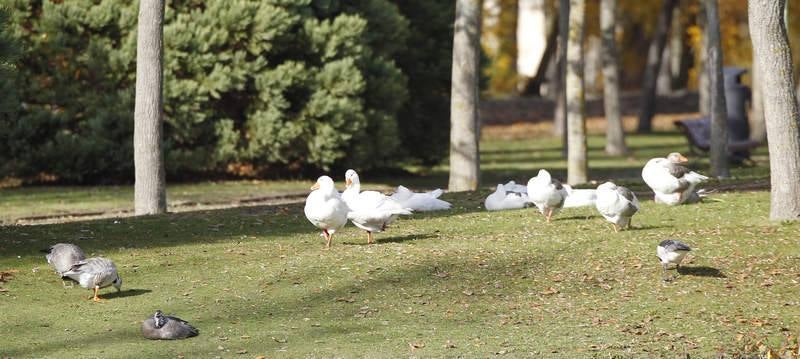 La fauna de otoño invade el río Carrión en Palencia