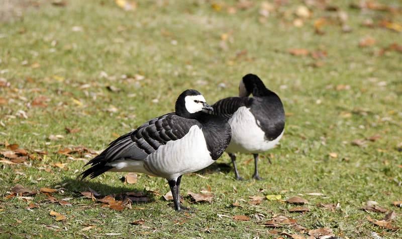 La fauna de otoño invade el río Carrión en Palencia