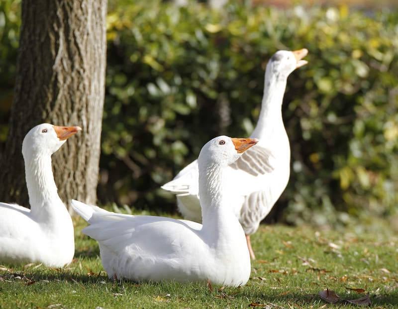 La fauna de otoño invade el río Carrión en Palencia
