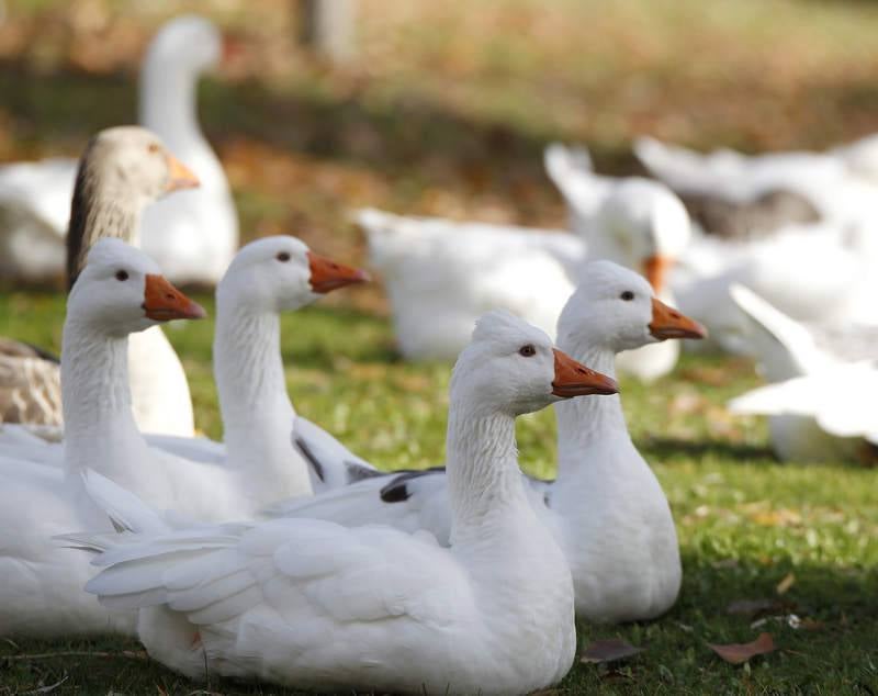 La fauna de otoño invade el río Carrión en Palencia