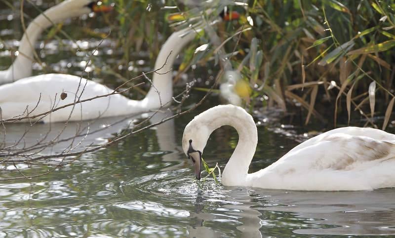 La fauna de otoño invade el río Carrión en Palencia