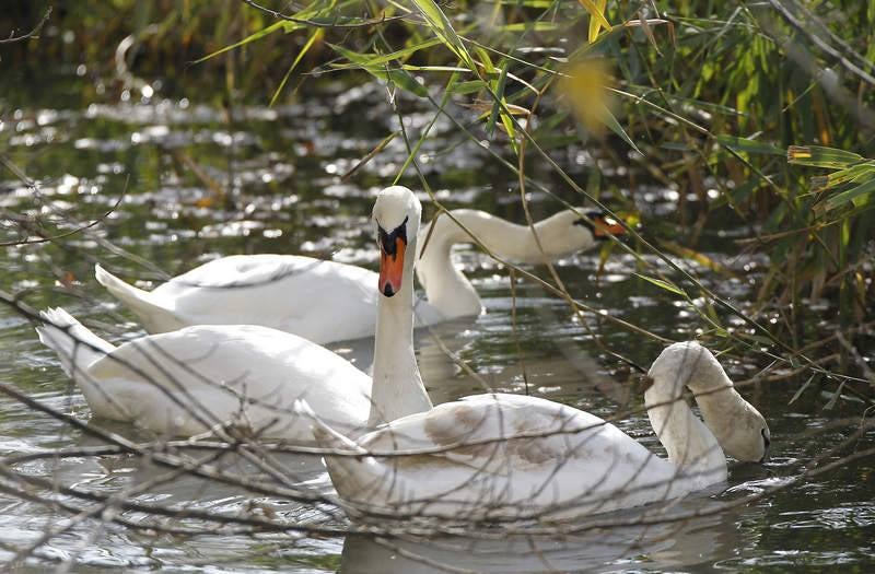La fauna de otoño invade el río Carrión en Palencia