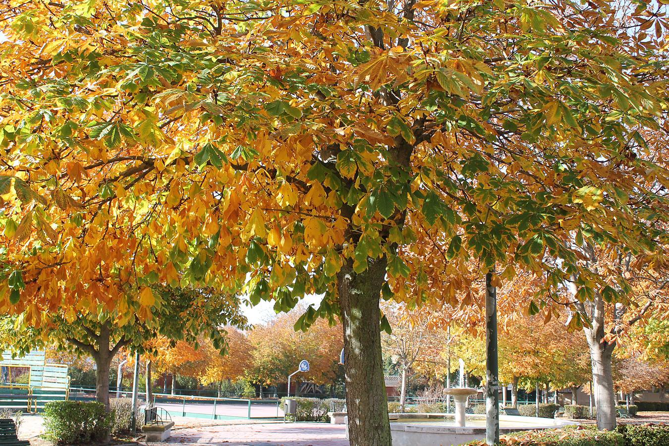 Otoño en Valladolid