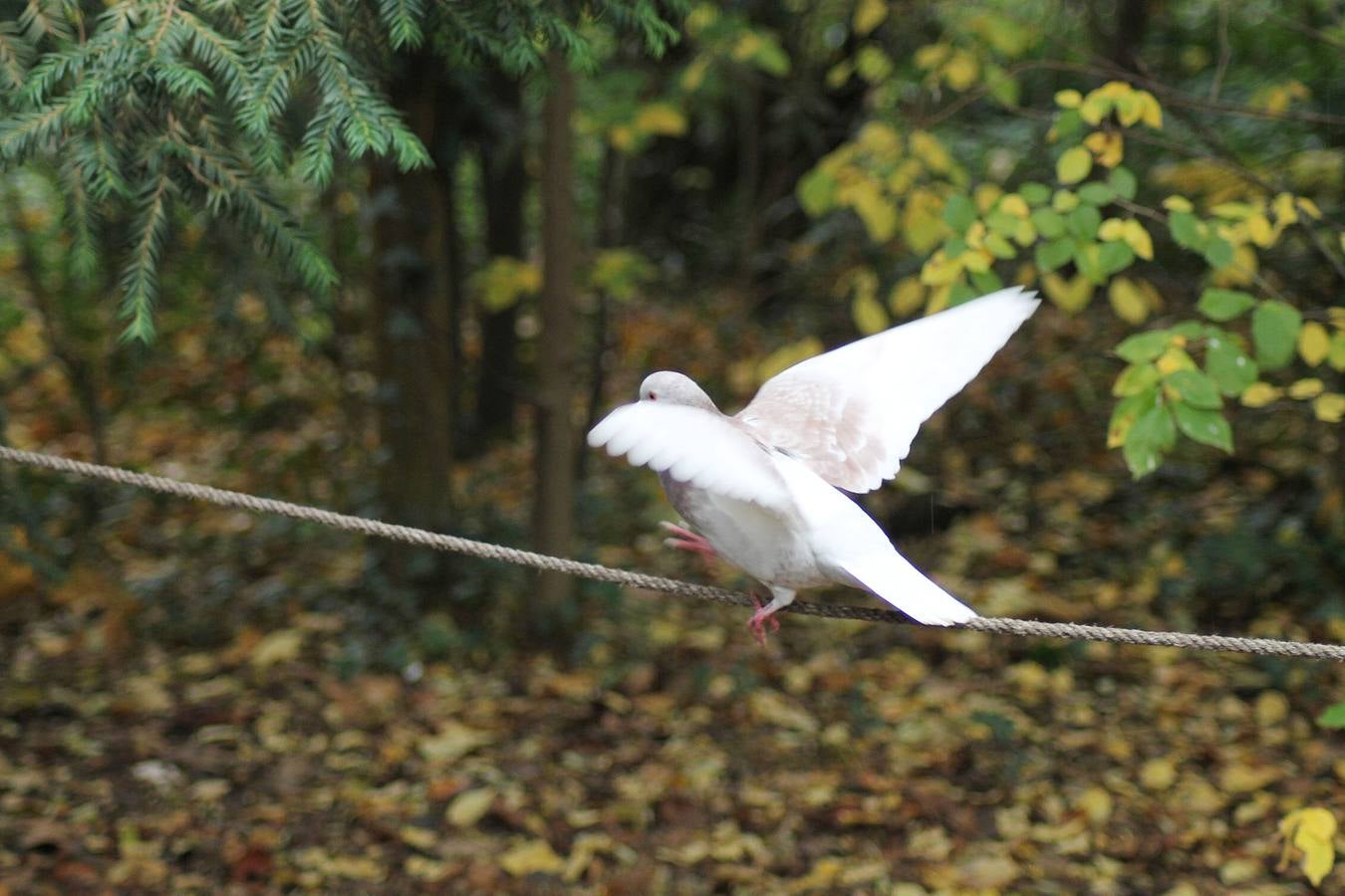 Otoño en el Campo Grande de Valladolid