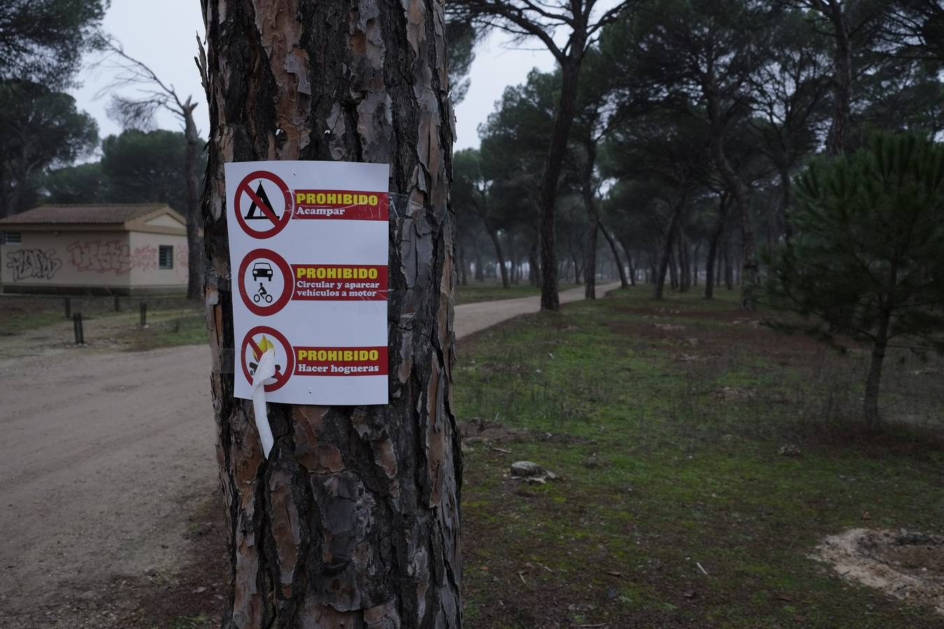 Vigilancia en el Pinar de Antequera ante la llegada de &#039;pingüinos&#039;