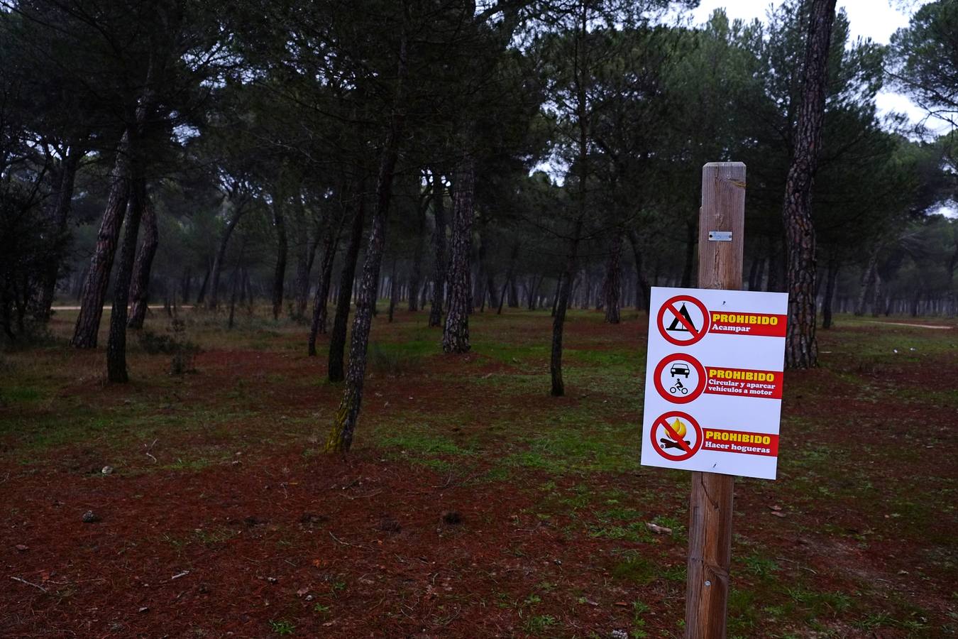 Vigilancia en el Pinar de Antequera ante la llegada de &#039;pingüinos&#039;