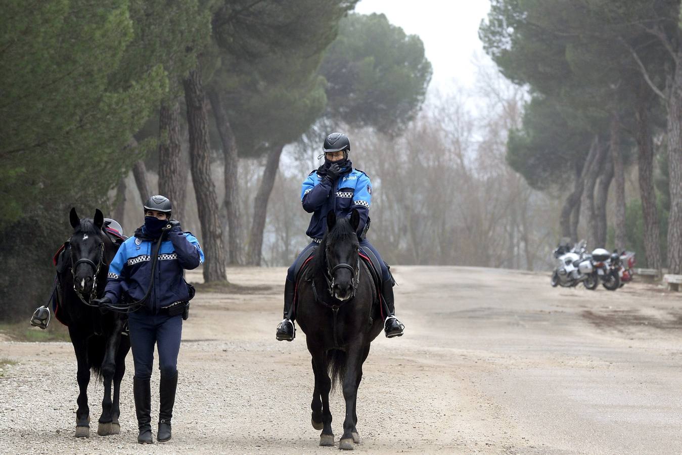 Vigilancia en el Pinar de Antequera ante la llegada de &#039;pingüinos&#039;