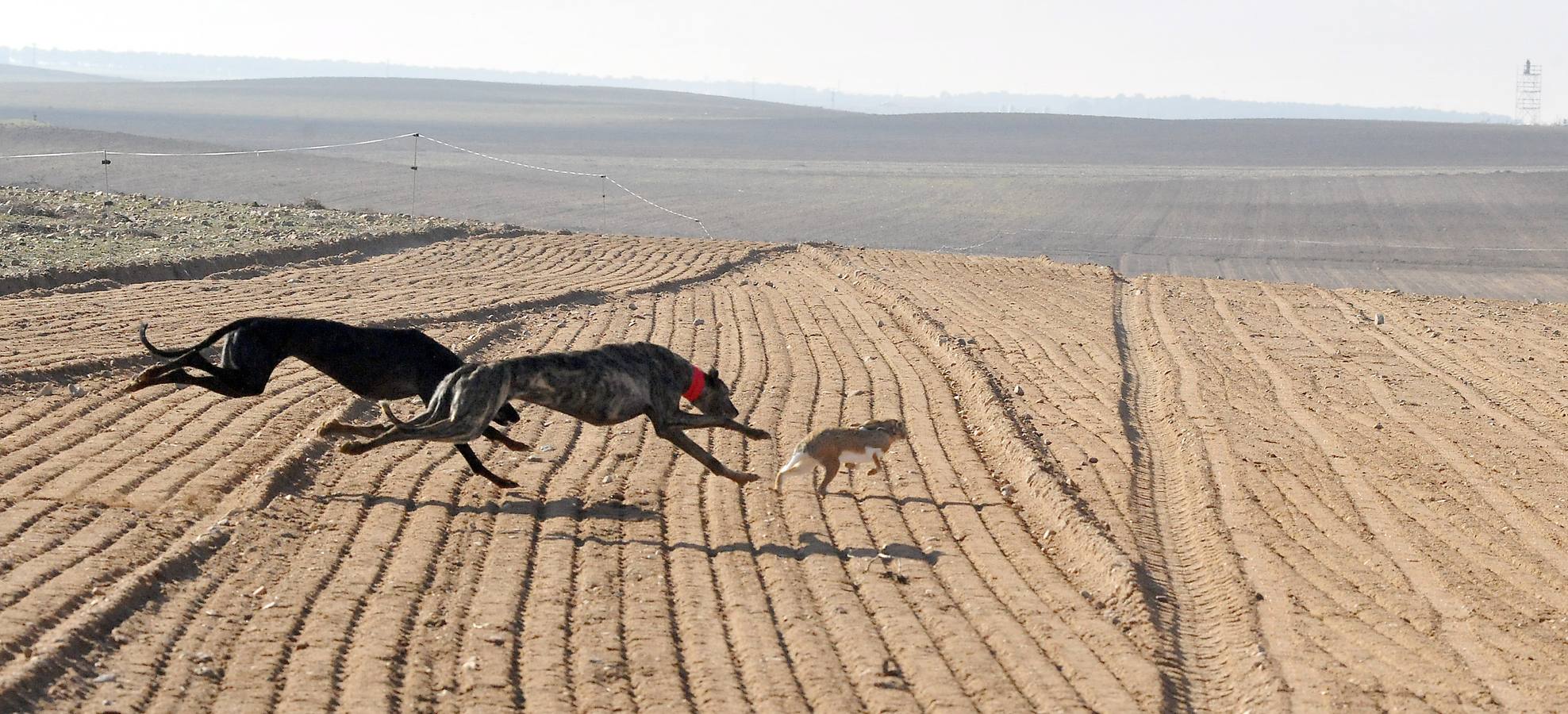 Primera jornada del Campeonato Nacional de Galgos