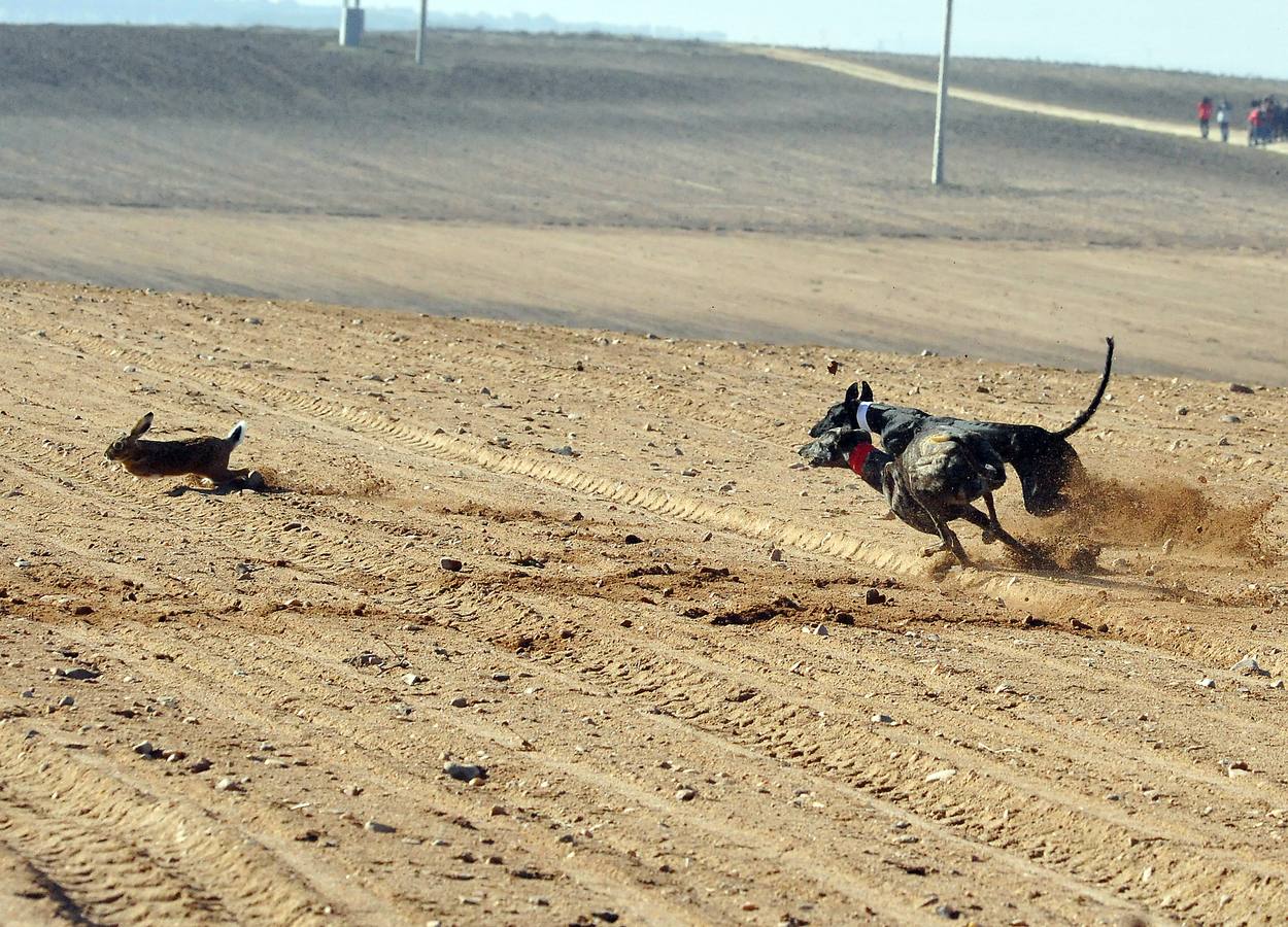 Primera jornada del Campeonato Nacional de Galgos