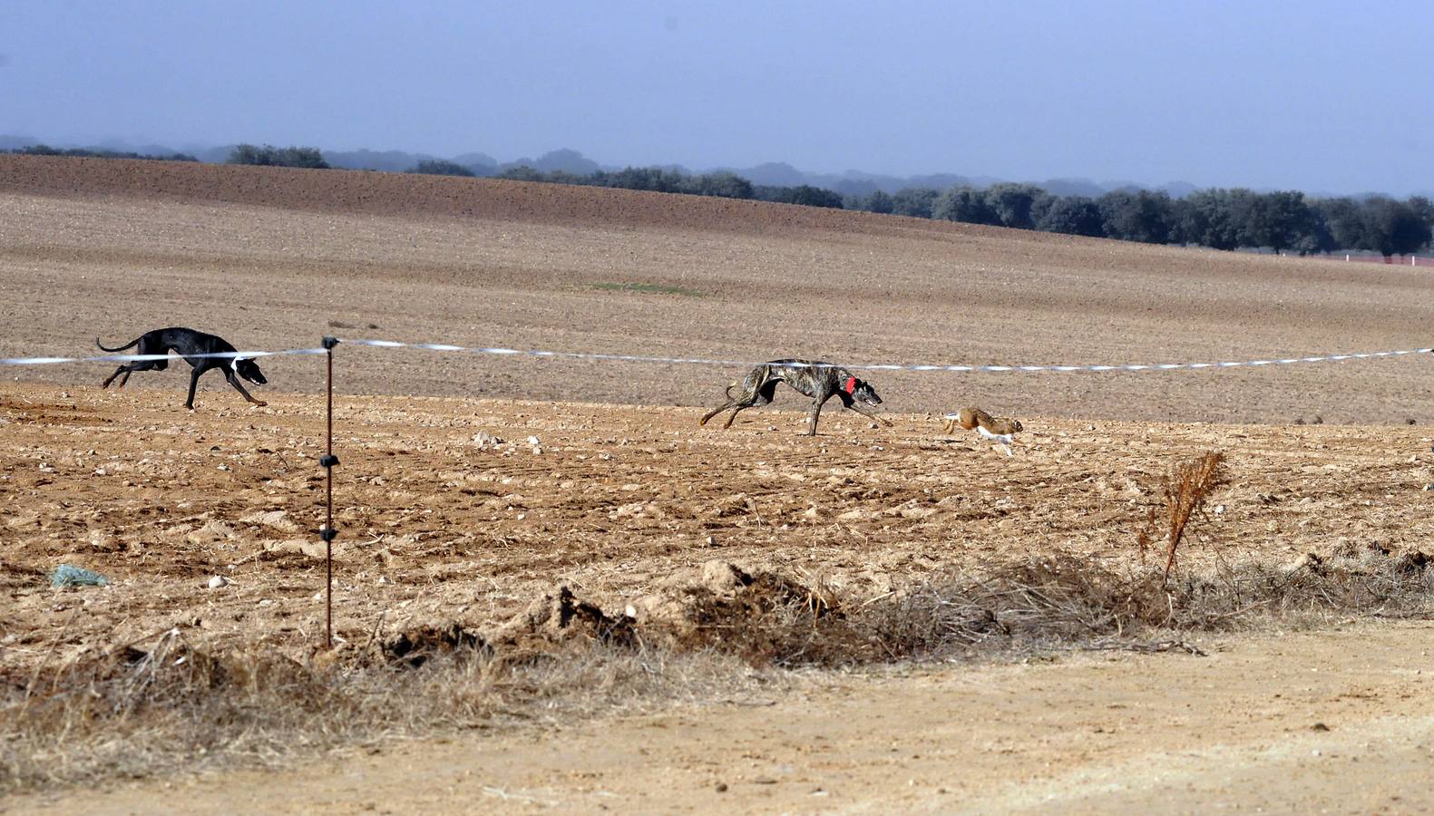 Primera jornada del Campeonato Nacional de Galgos