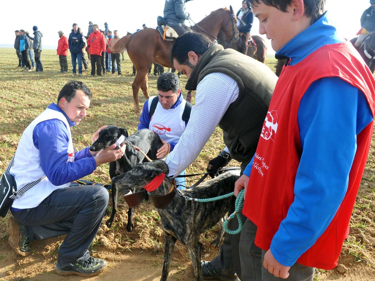 Segunda jornada del Campeonato Nacional de Galgos