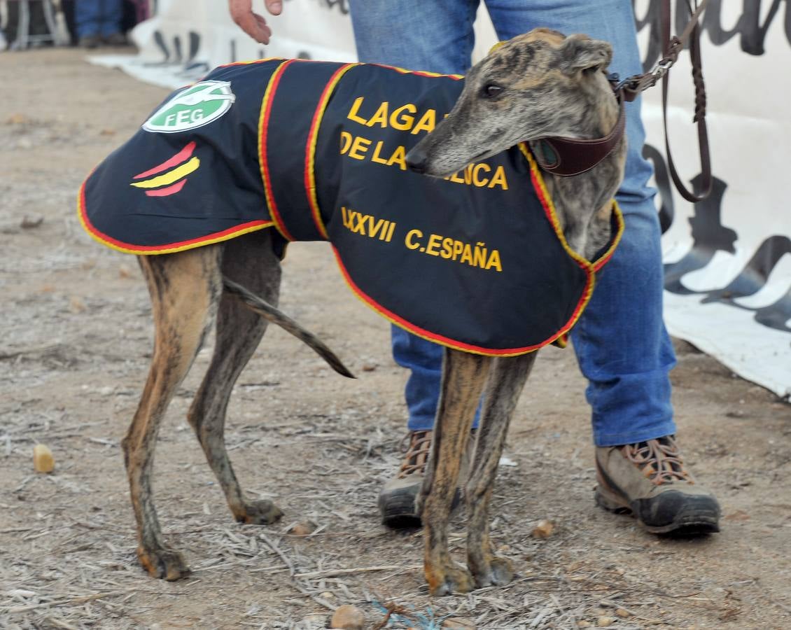 Final del Campeonato Nacional de Galgos en Campo 2015