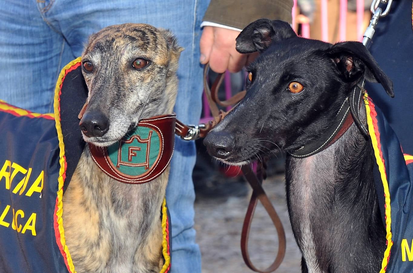 Final del Campeonato Nacional de Galgos en Campo 2015