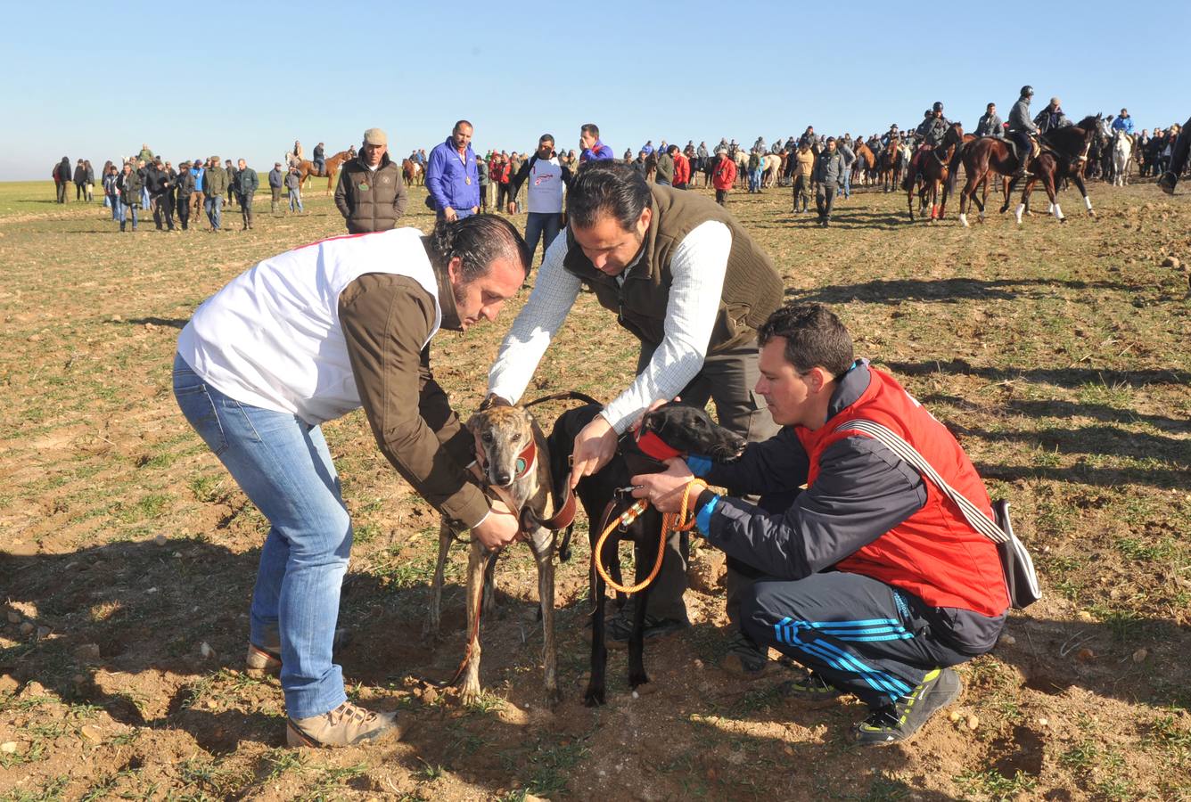 Final del Campeonato Nacional de Galgos en Campo 2015