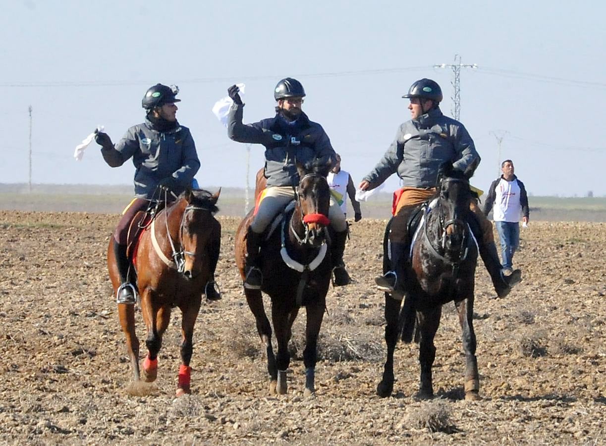 Final del Campeonato Nacional de Galgos en Campo 2015