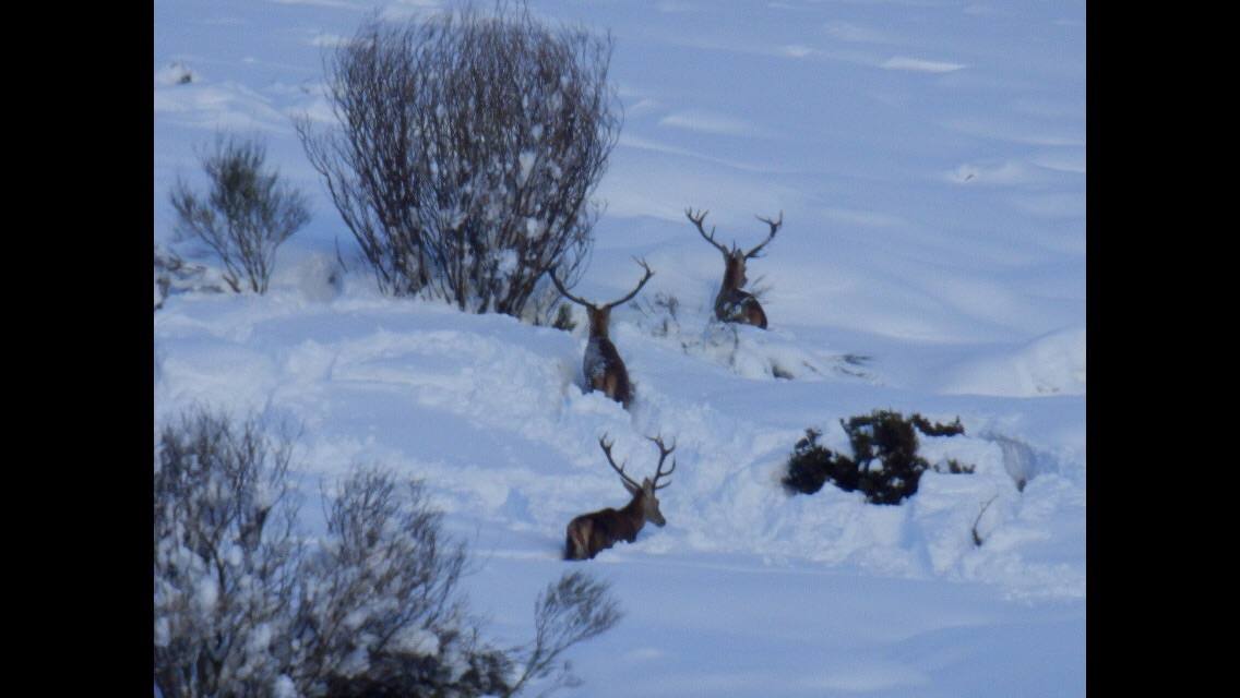 Nieve en La Pernía y Los Cardaños (Palencia)