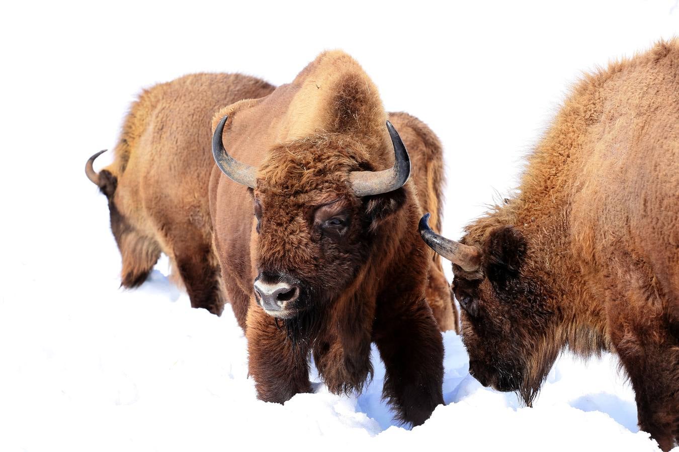 Bisontes en la nieve en San Cebrián de Mudá (Palencia)