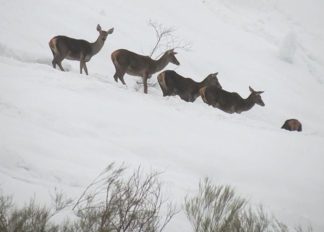 El temporal afecta a la superviviencia de ciervos y corzos en Picos de Europa